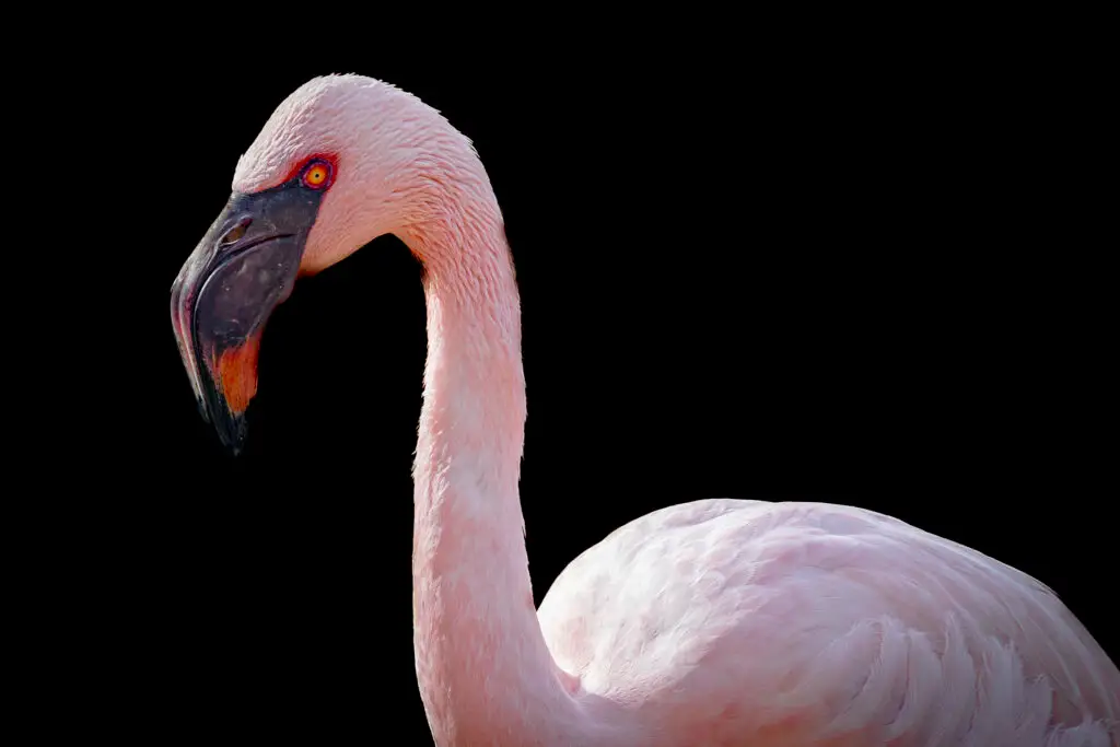 Pink flamingo against black background