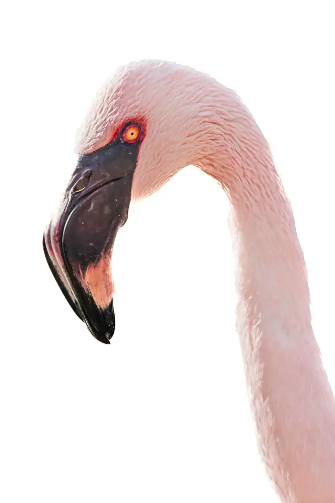 Close-up of a flamingo's head