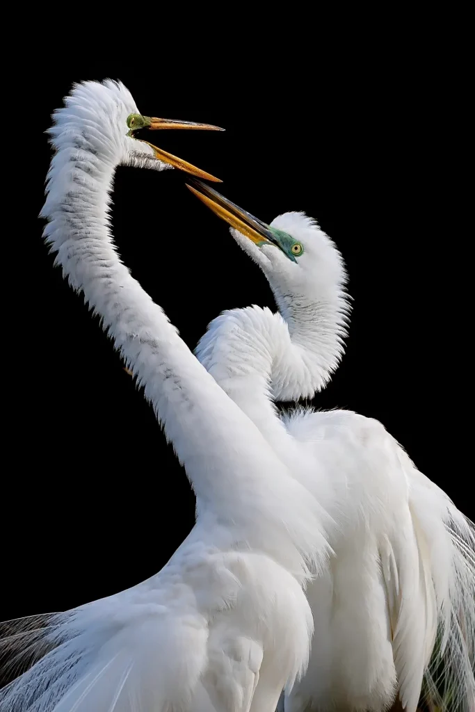 Two elegant white egrets interacting