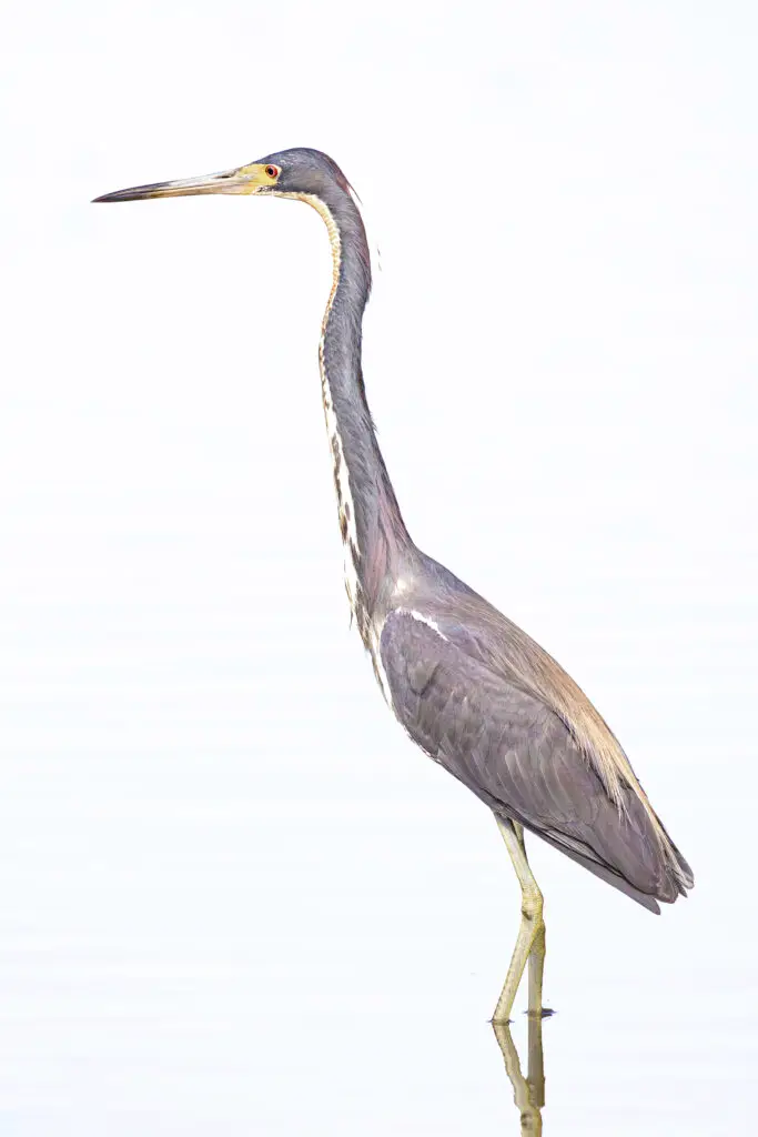 Tricolor Heron in water