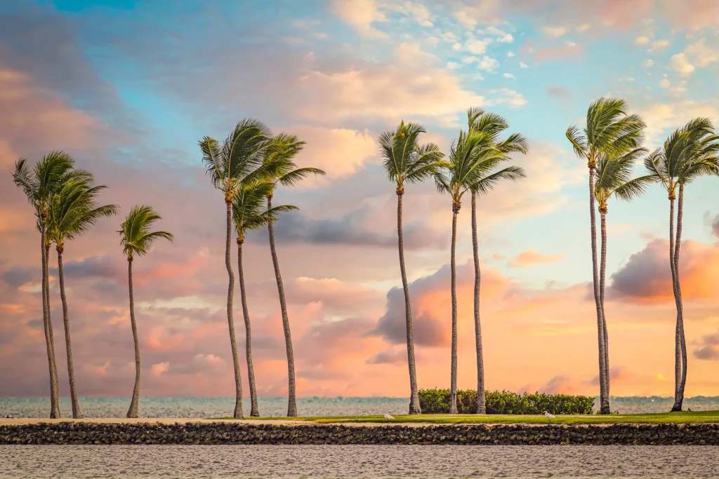 Palm trees against colorful sunset sky