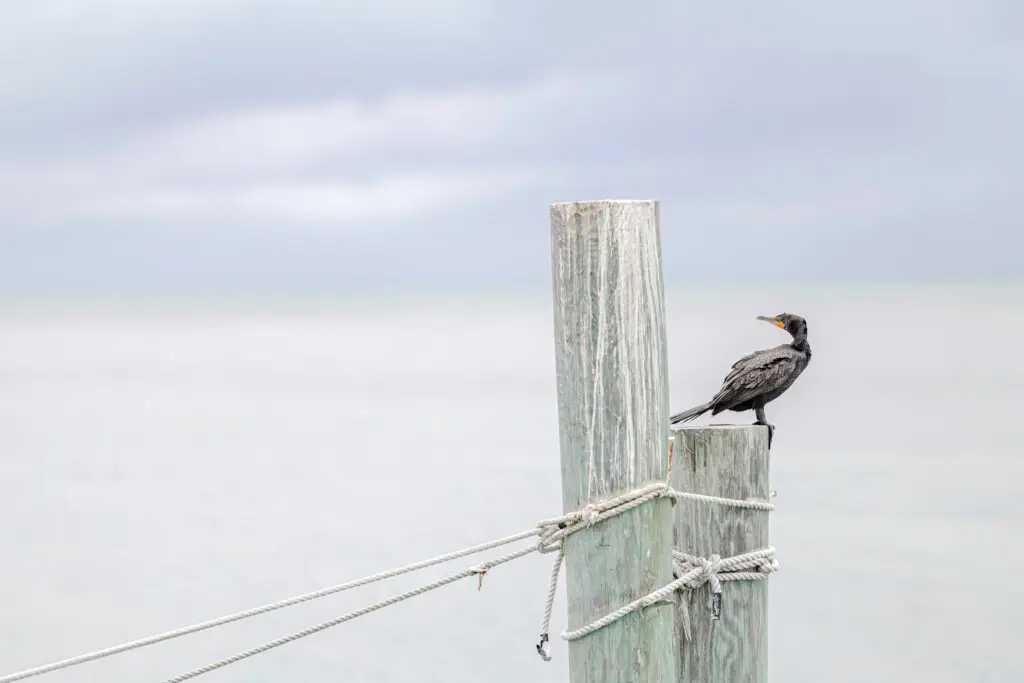 Cormorant on piling