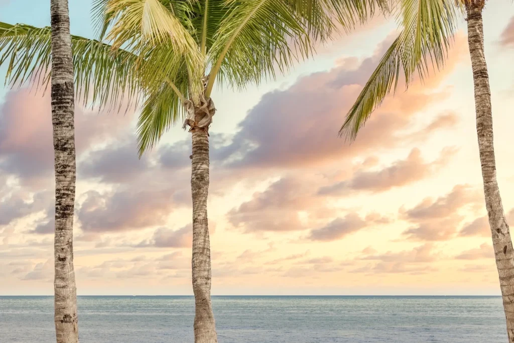 Palm trees by serene ocean sunset