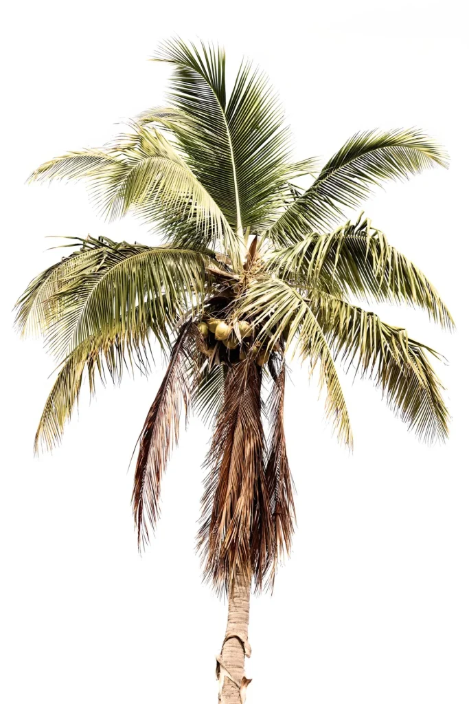Palm Tree