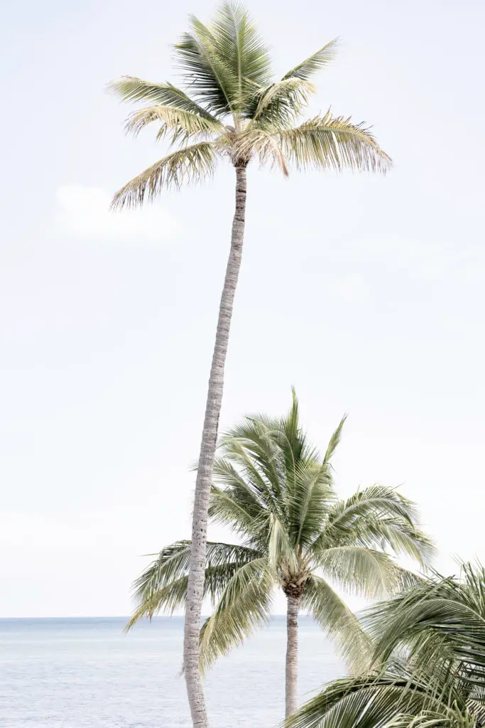 Tall palm trees by the ocean