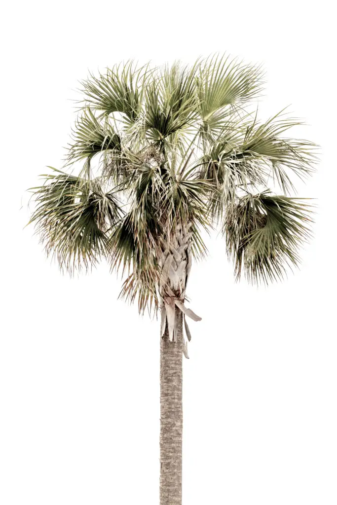 Cabbage Palm