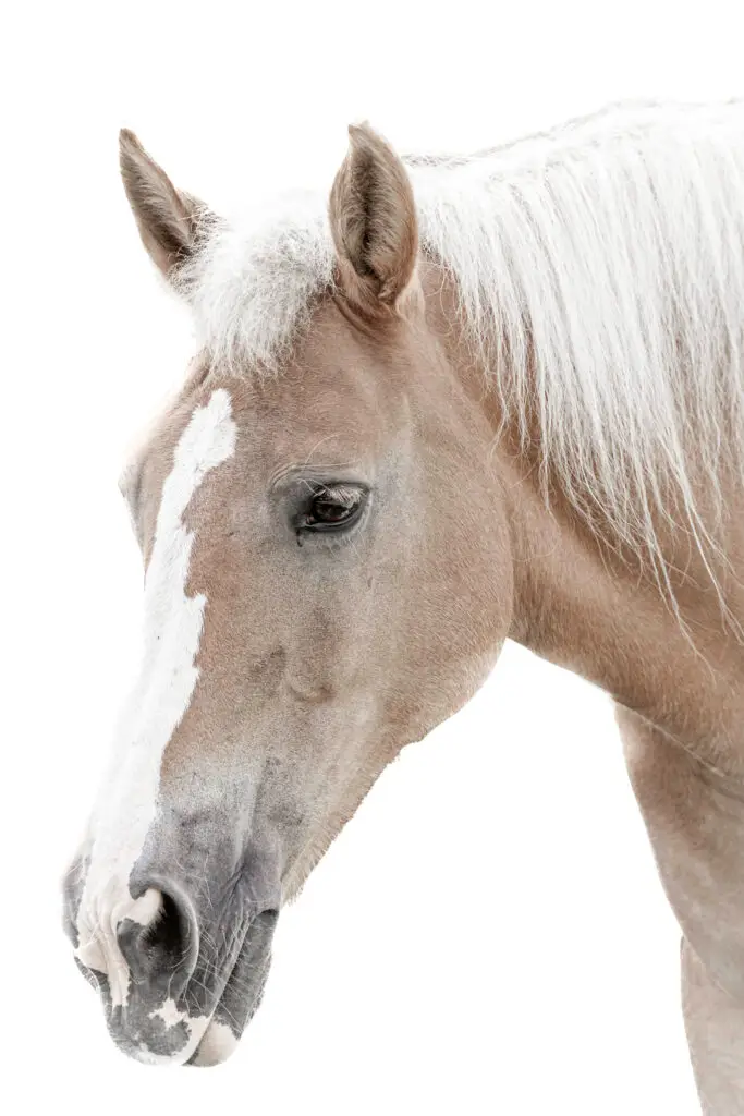 Horse Portrait