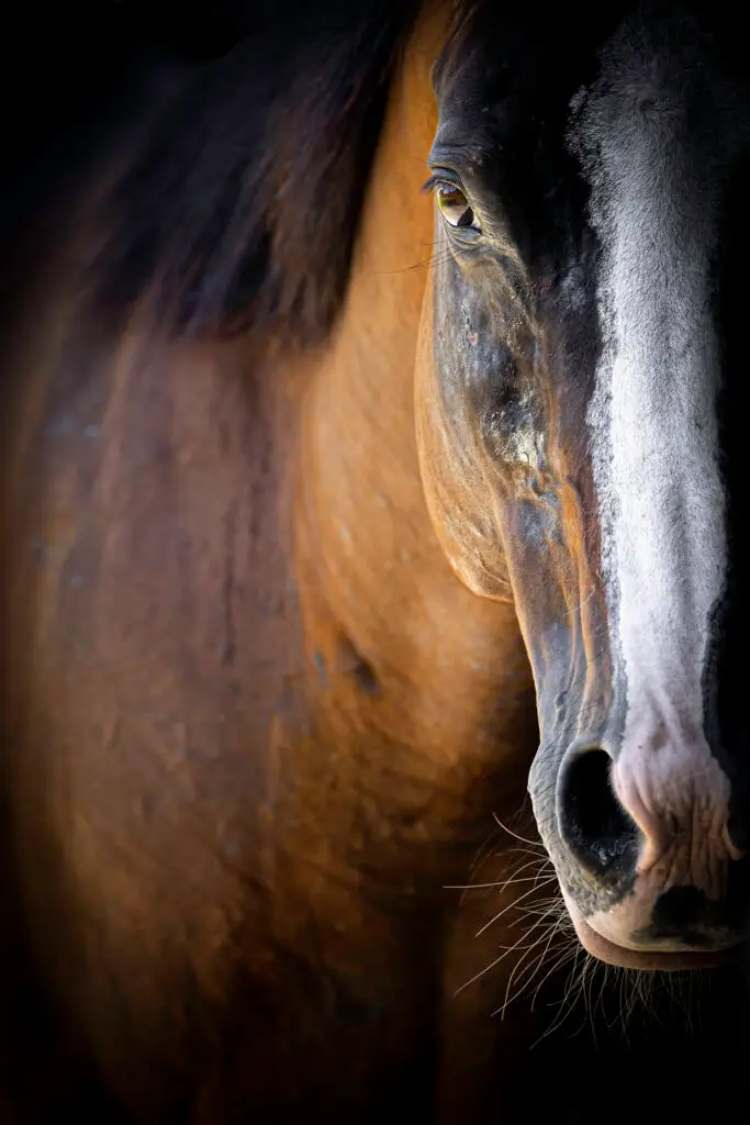 Horse Portrait