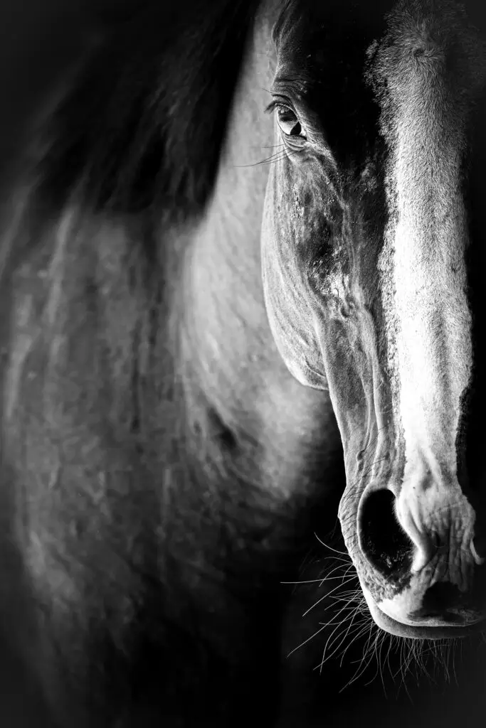Horse Portrait