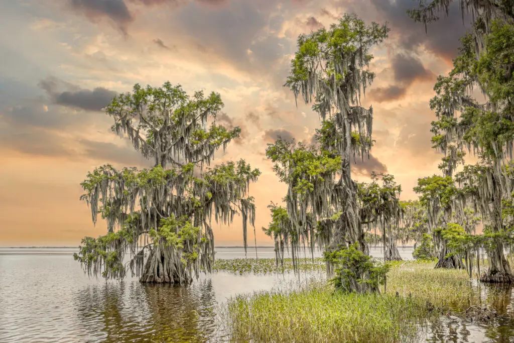 Cypress trees in serene wetland sunset