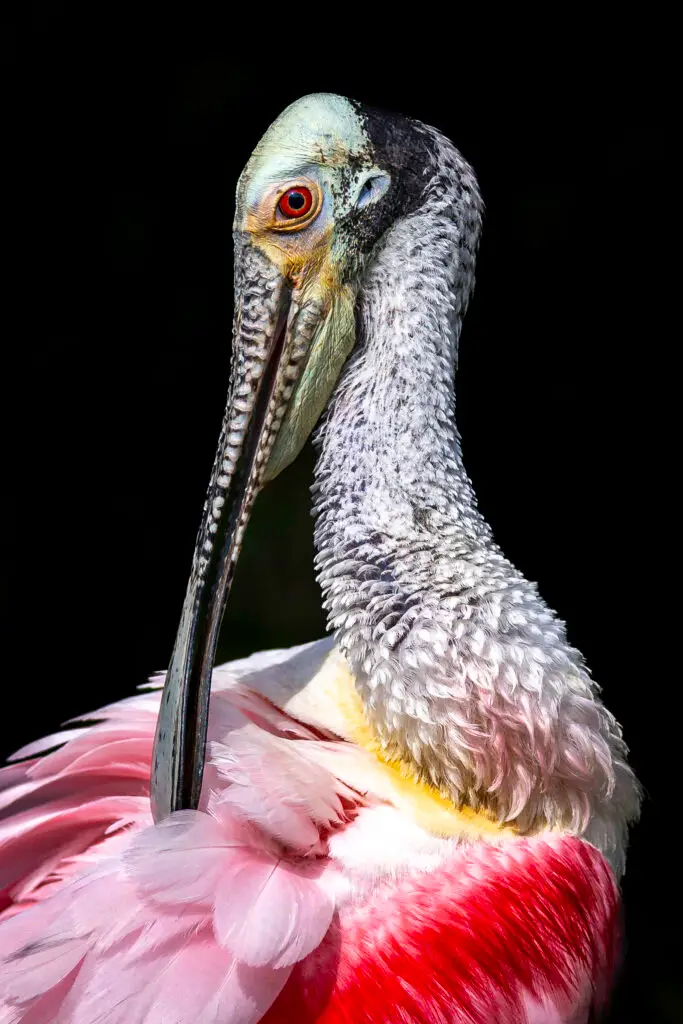 Colorful bird with striking features