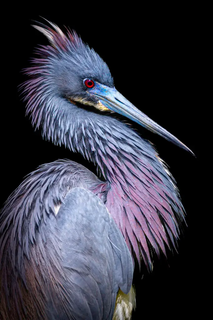 Colorful heron against black background