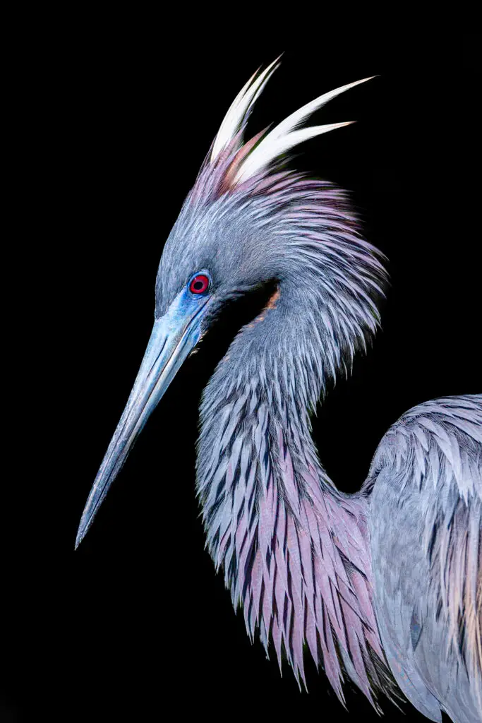 Colorful bird with striking features