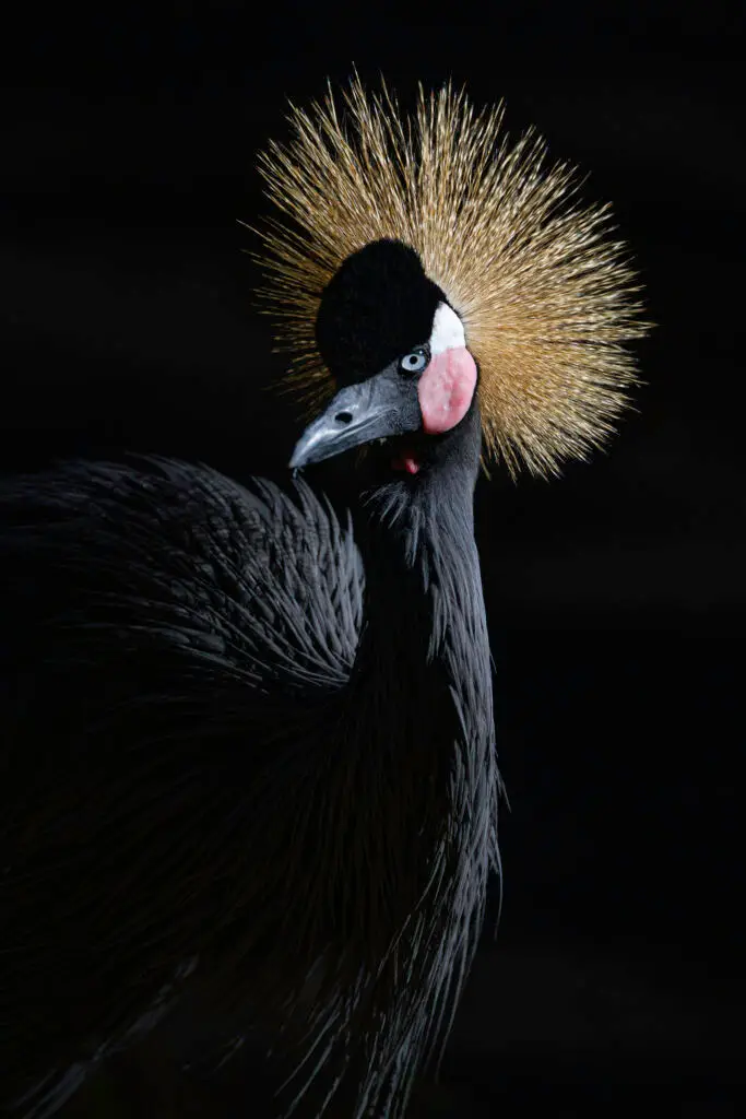 Black Crowned Crane portrait