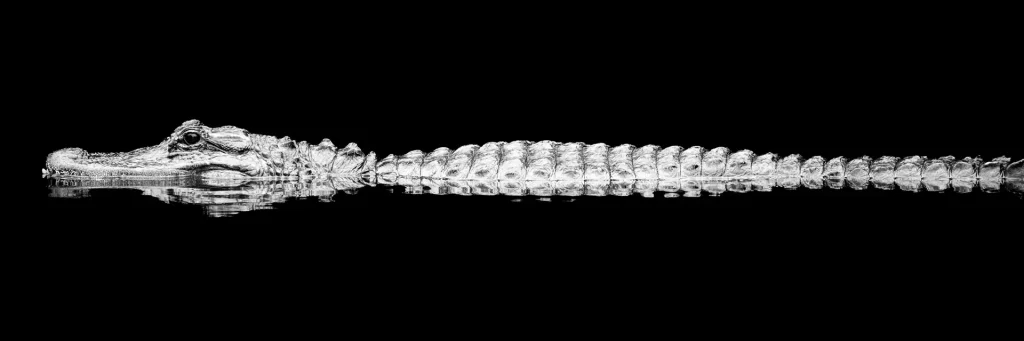 Long, sleek alligator on black