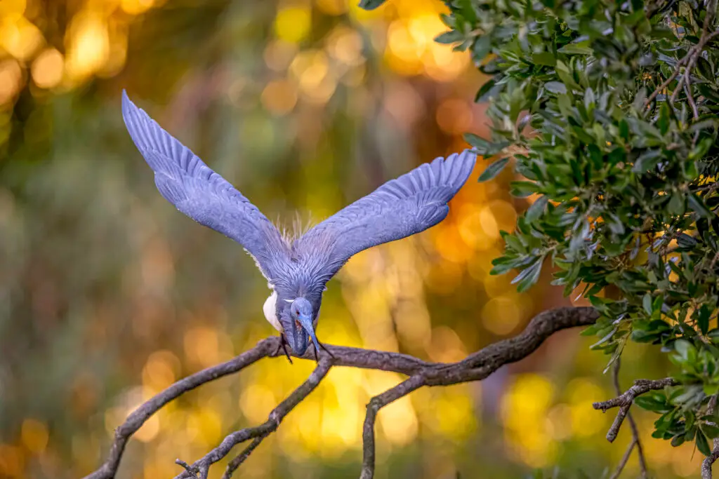 Bird taking flight from branch