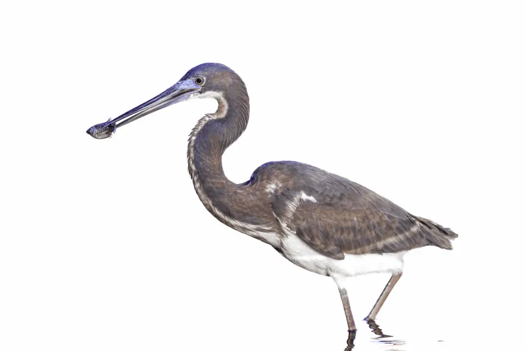 Tricolor Heron in water