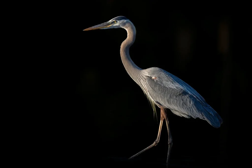 Blue Heron standing in water