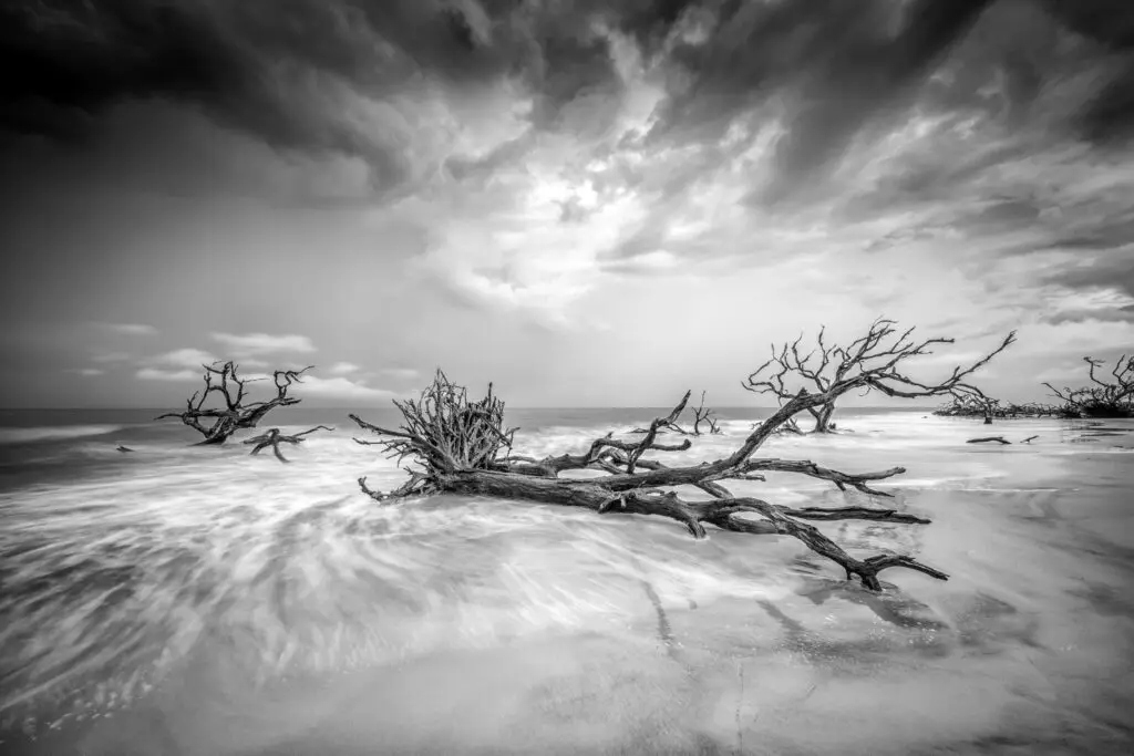 Driftwood on beach under cloudy sky