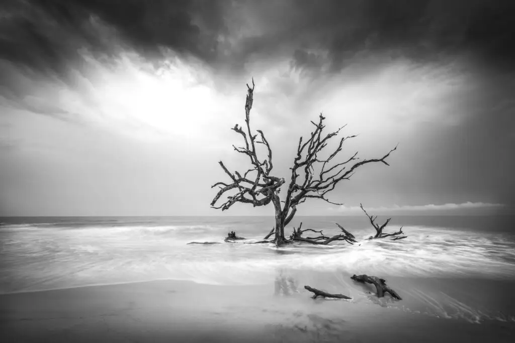 Lone tree on a beach shore.