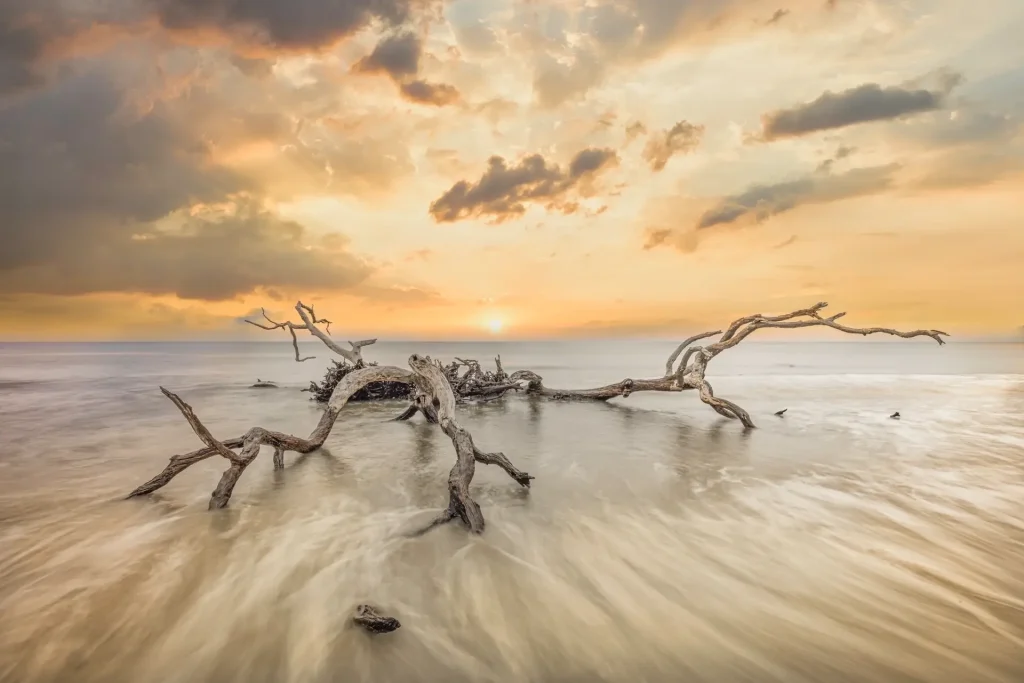Driftwood at sunset on beach