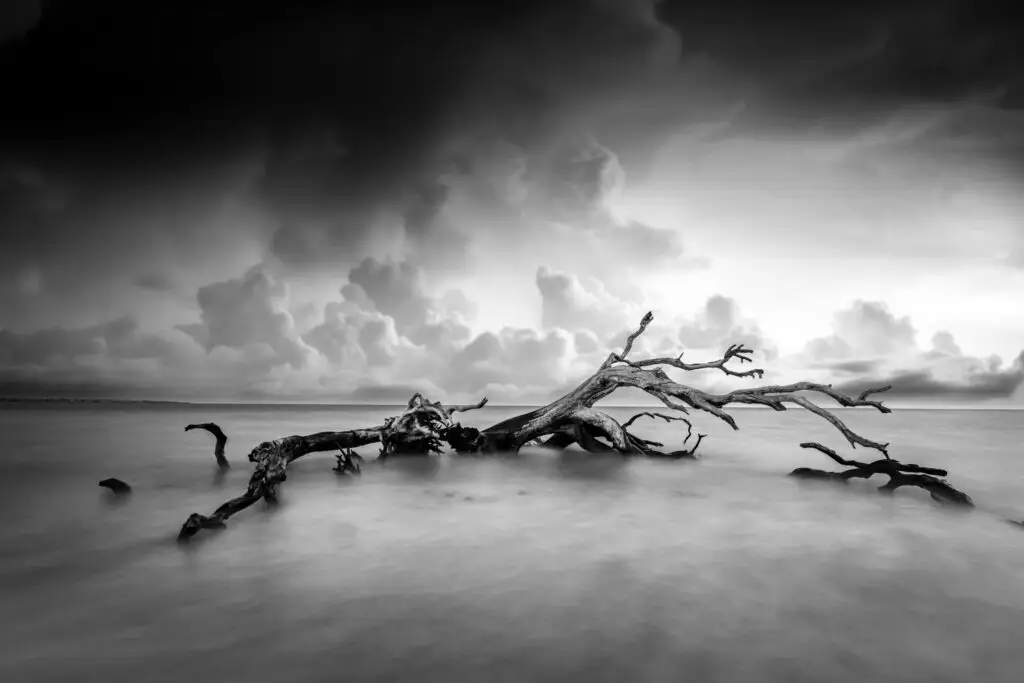 Lonely driftwood in calm waters.