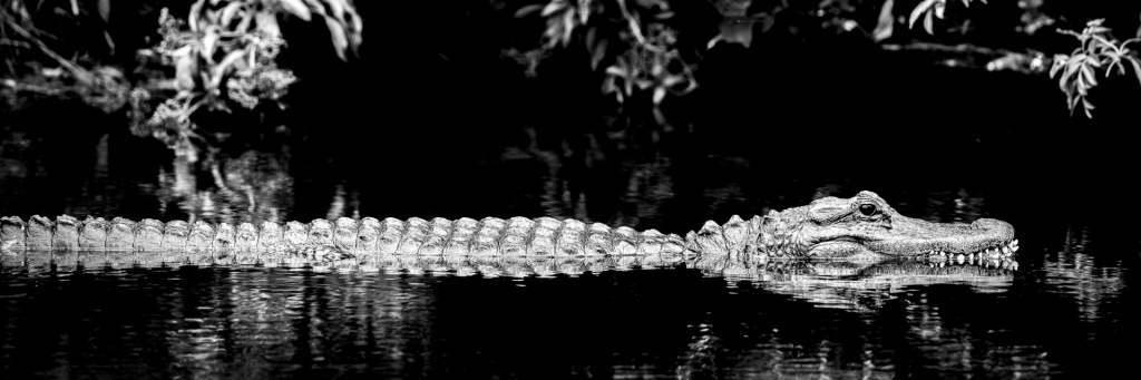Alligator 21