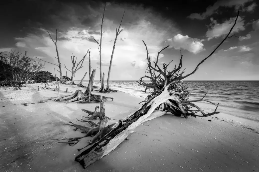 Barren beach with twisted driftwood