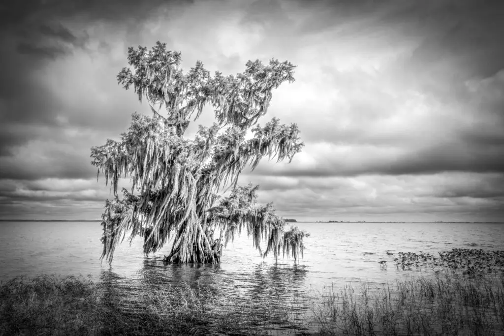 Cypress tree in calm waters