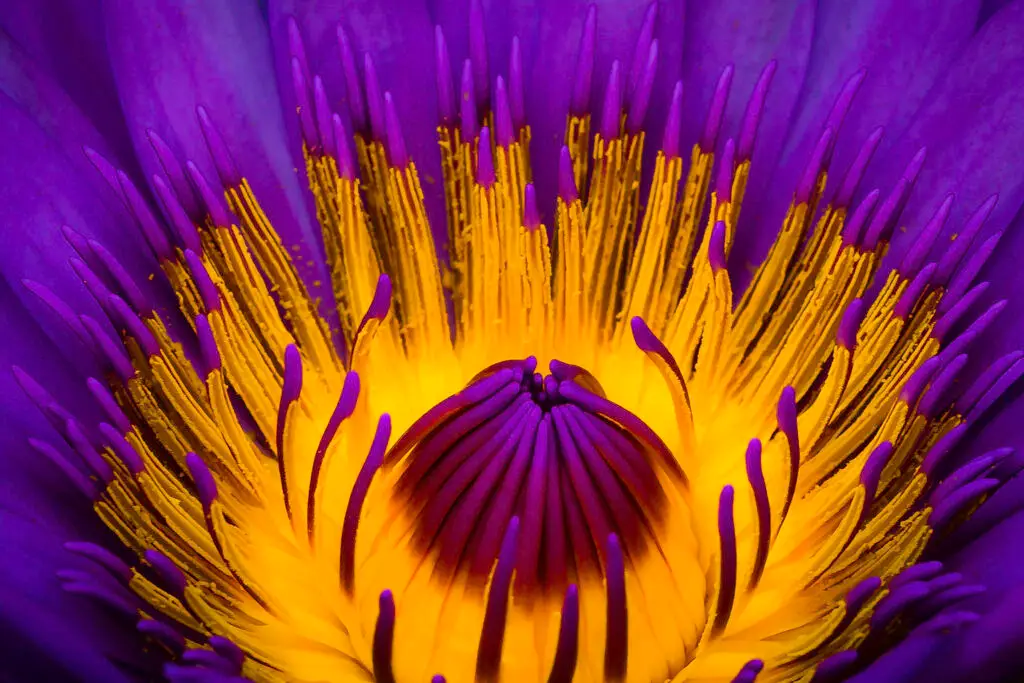 A vibrant close-up of a purple and yellow water lily flower.