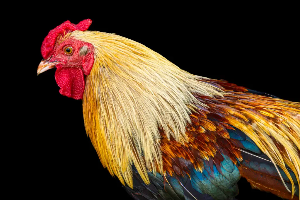 Rooster
