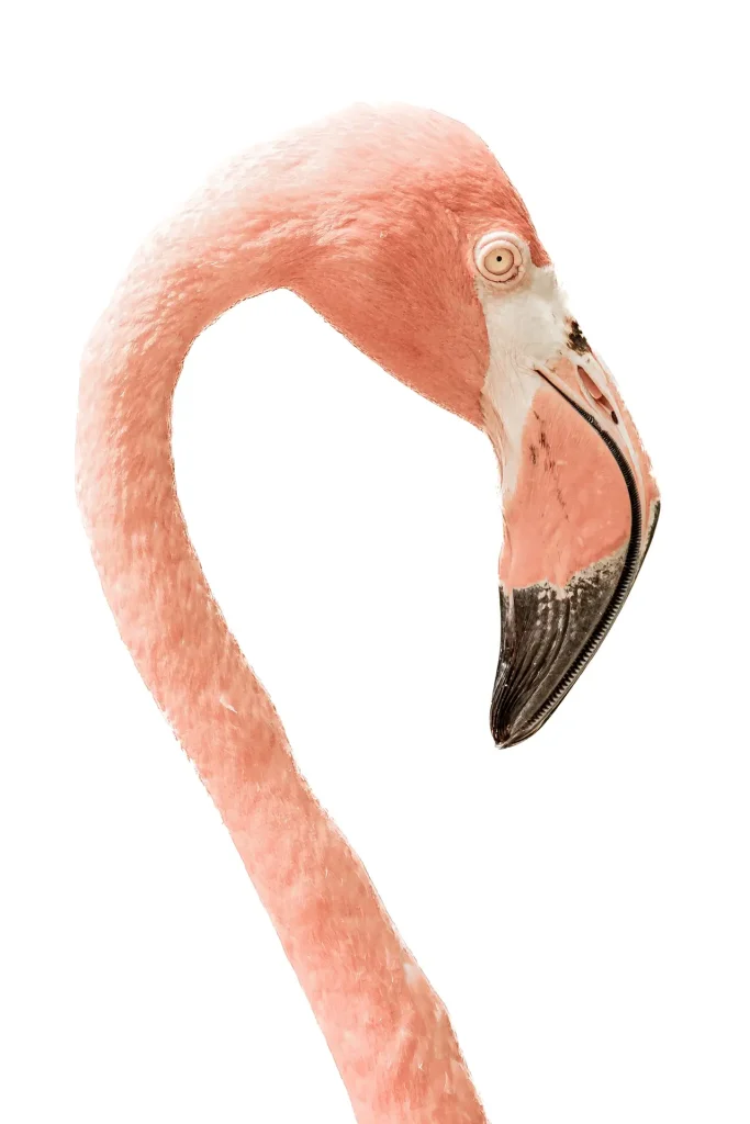 Flamingo Portrait