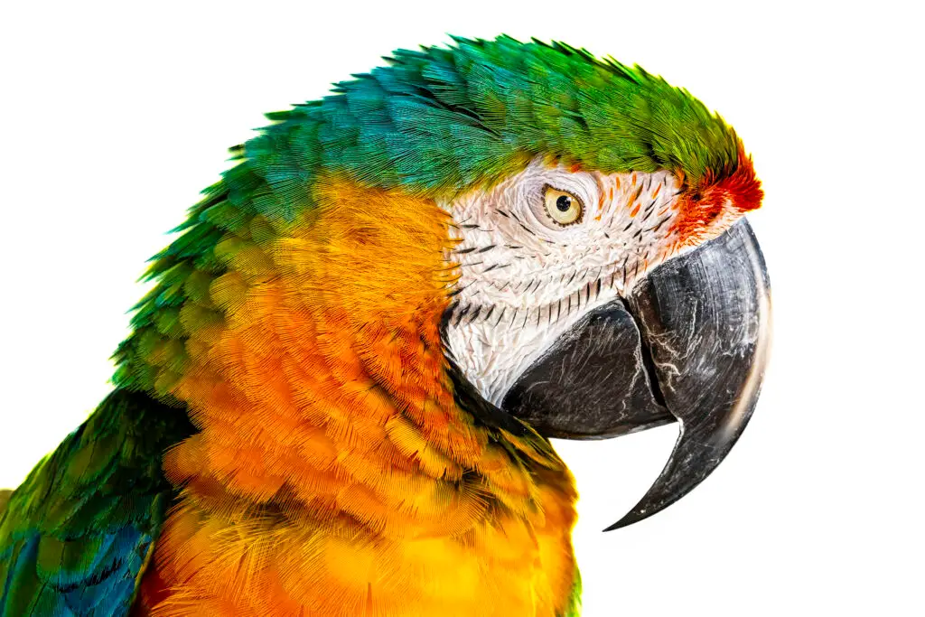 Parrot Portrait