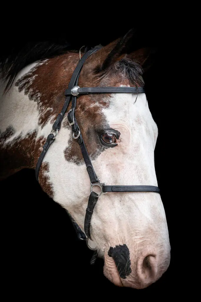 Horse Portrait