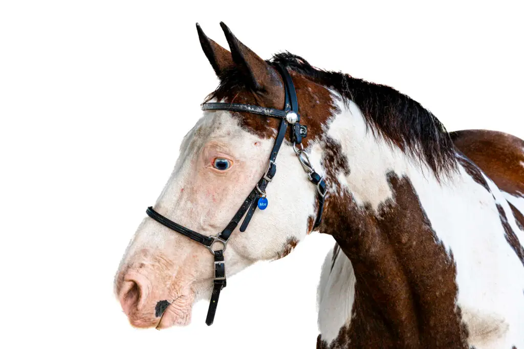 Horse Portrait