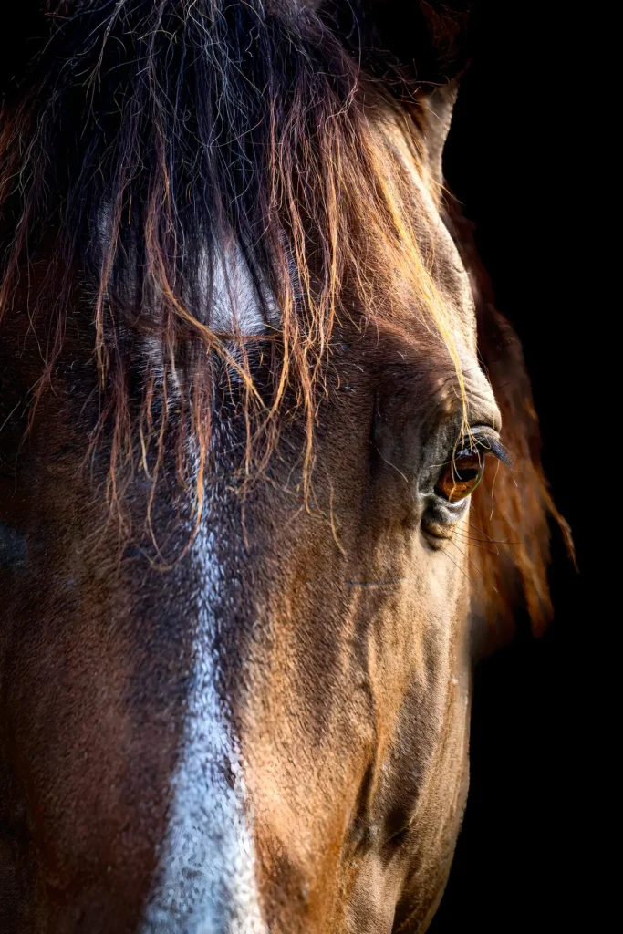 Horse Portrait