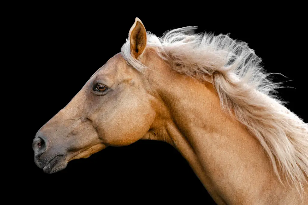 Horse Portrait