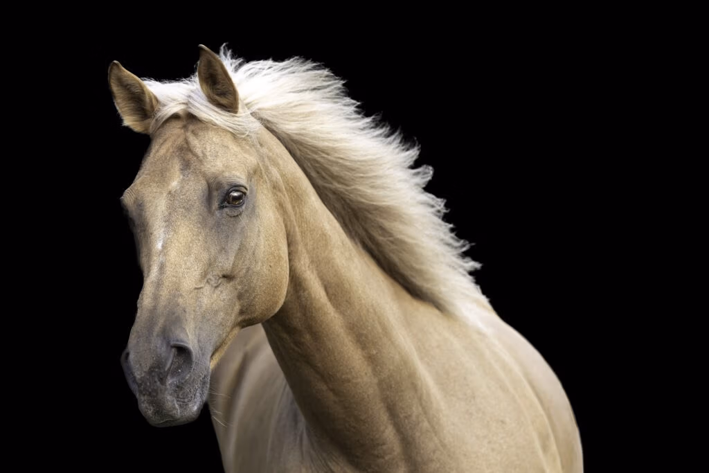 Horse Portrait