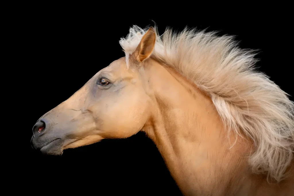 Horse Portrait