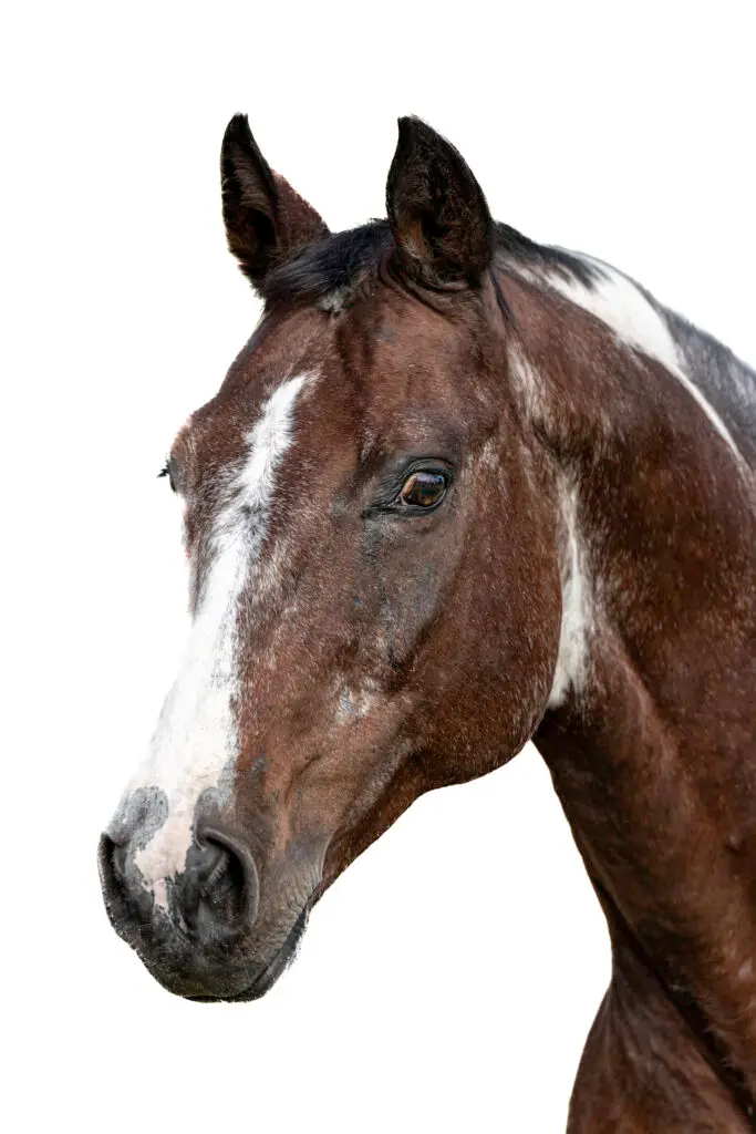 Horse Portrait