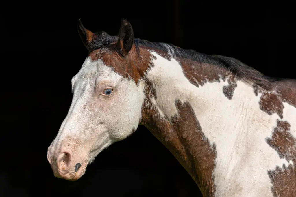 Horse Portrait