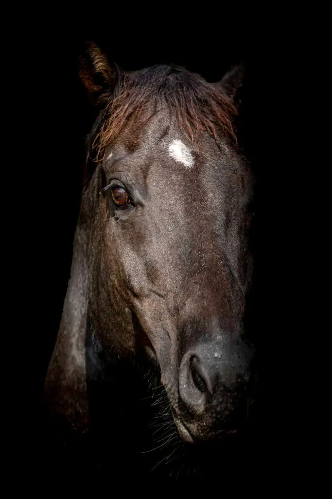 Horse Portrait
