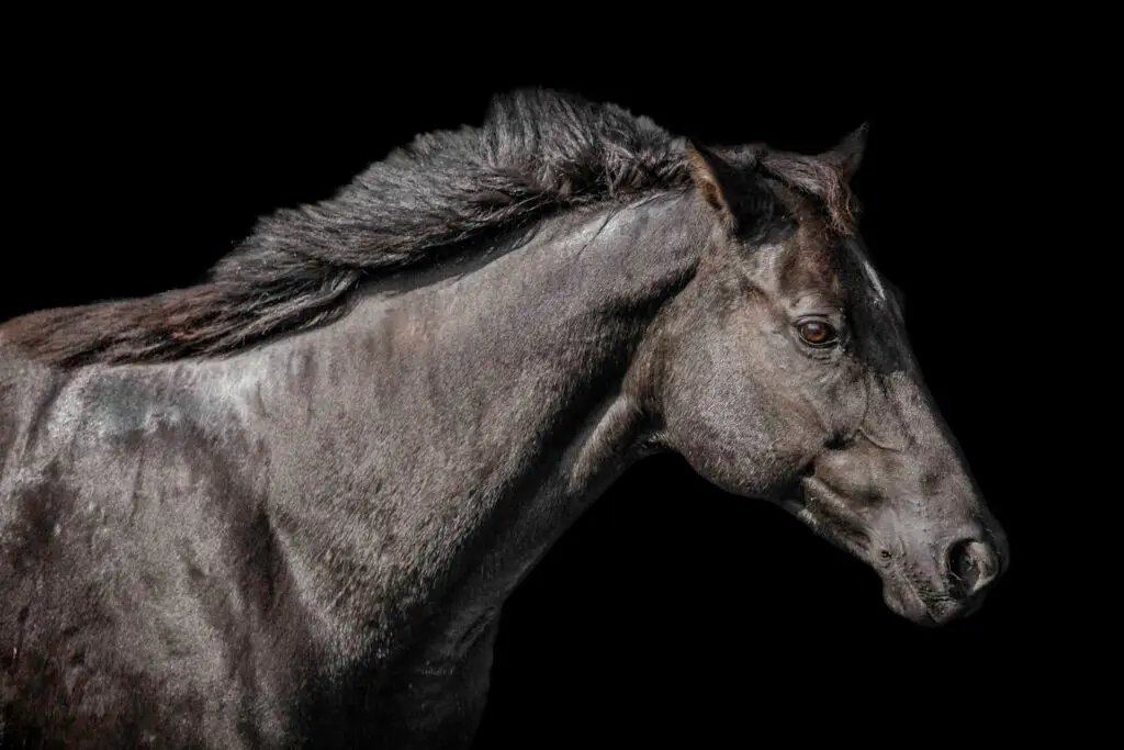 Horse Portrait