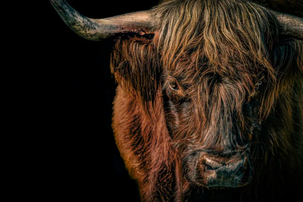 Highland Cattle Portrait
