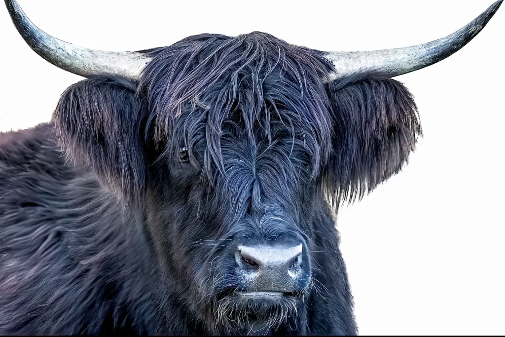 Highland Cattle Portrait