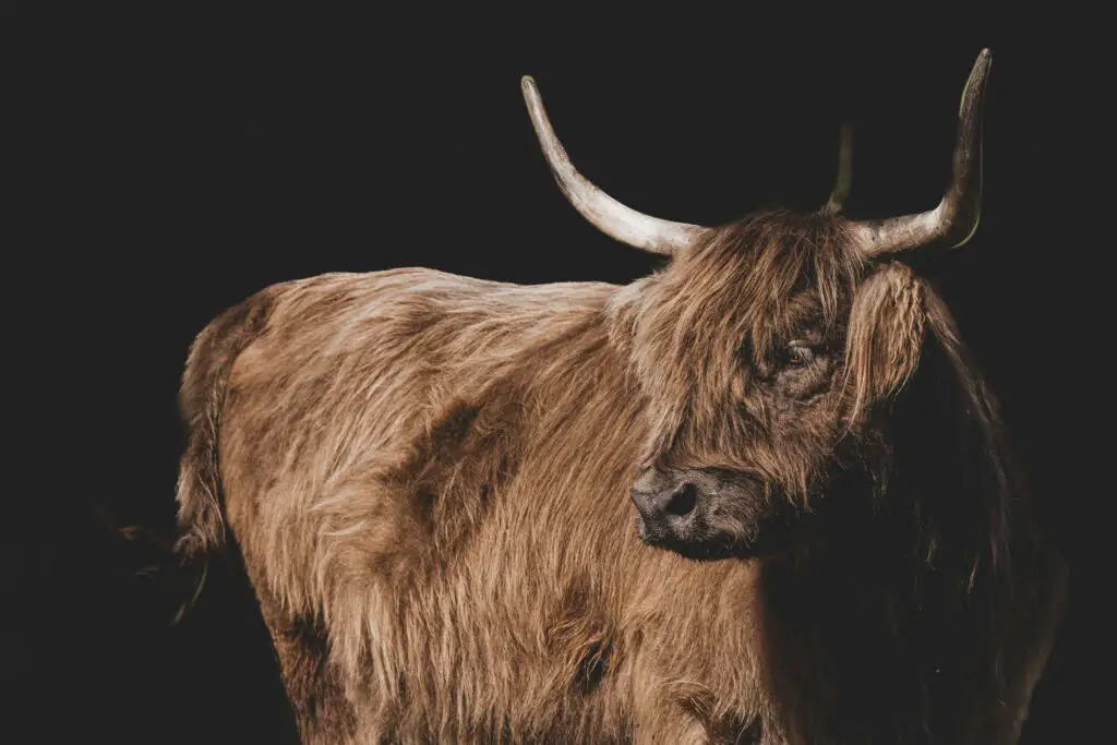 Highland Cattle Portrait