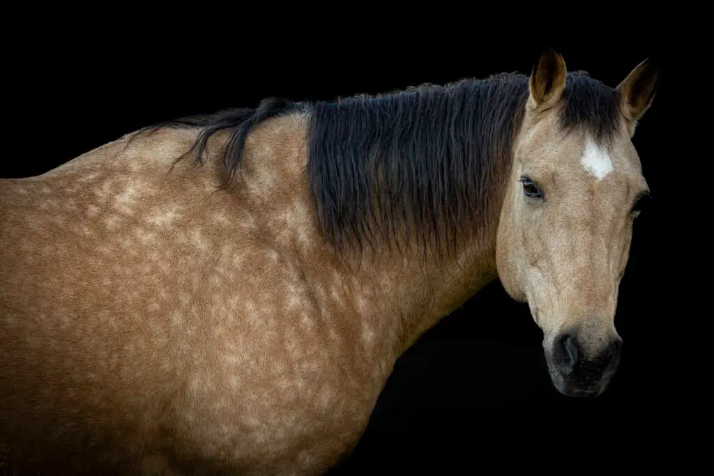 Horse Portrait