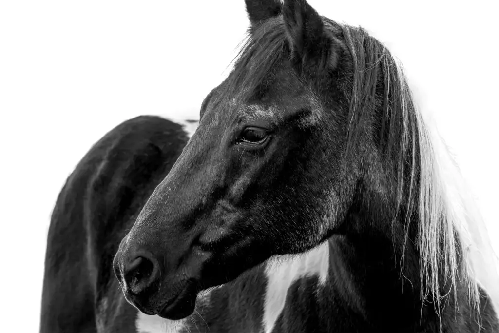 Horse Portrait