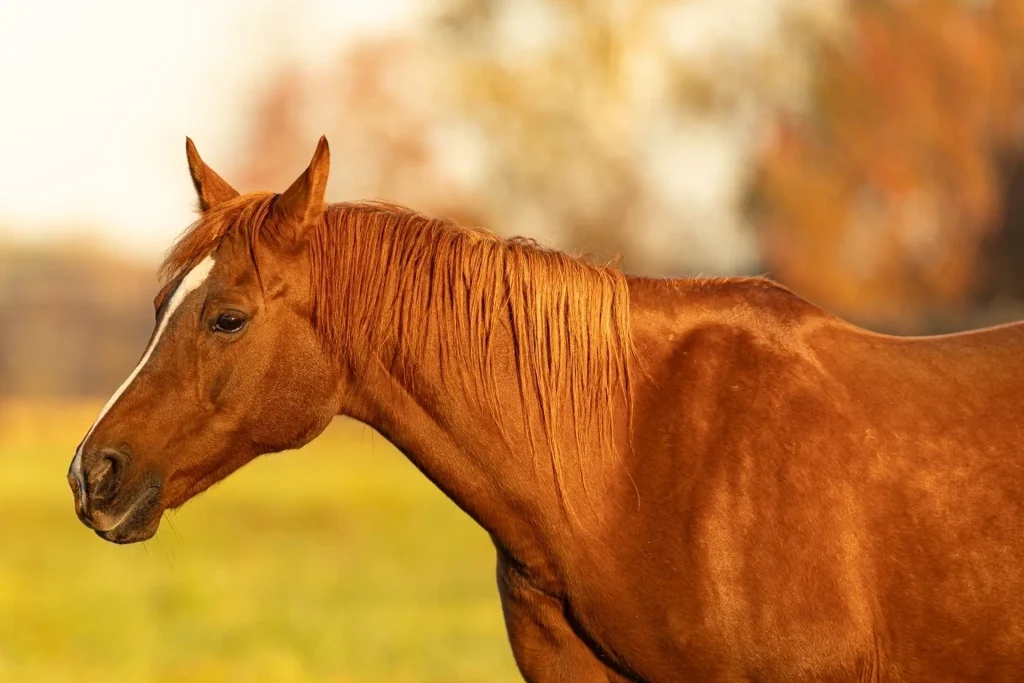 Horse Portrait