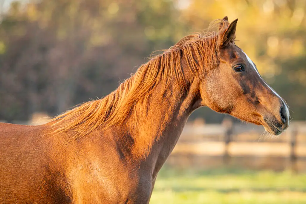 Horse Portrait